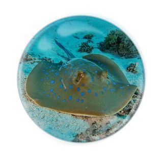 Obrázek z Magnet kulatý 5cm - rejnok (12) 